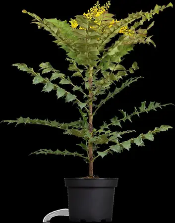 Mahonia media 'Winter Sun' - 40-50 CM C10 - image 1