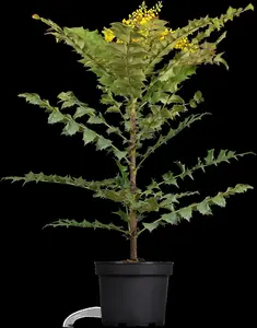 Mahonia media 'Winter Sun' - 40-50 CM C10 - image 5