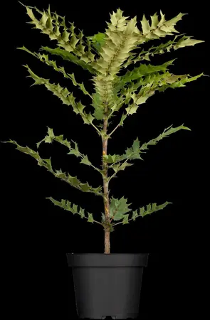 Mahonia media 'Winter Sun' - 30-40 CM C3 - image 2