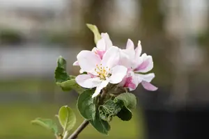 Malus dom. 'Ecolette' - 1/2 STDS C7.5 - image 4