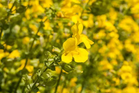MIMULUS MIX 20PK