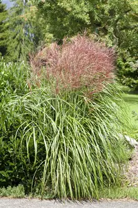Miscanthus sinensis - P9 - image 5
