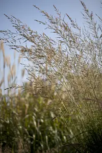 Molinia arundinacea 'Windspiel' - P9 - image 4