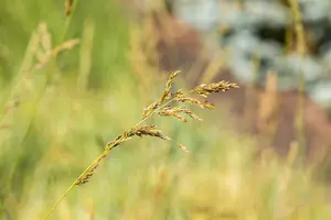 Molinia arundinacea 'Windspiel' - P9 - image 3