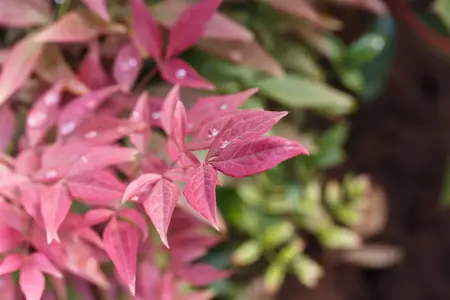 Nandina dom. 'Blush Pink'? - 25-30 CM C2