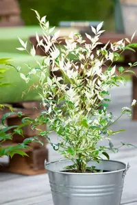 Nandina dom. 'Twilight' - 50-60 CM C20 - image 2