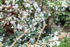 Osmanthus delavayi - 25-30 CM C2 - image 4