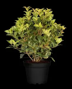 Osmanthus heter. 'Goshiki' - 20-25 CM C2 - image 4