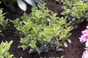 Osmanthus heterophyllus 'Variegatus' - 20-25 CM C2 - image 2