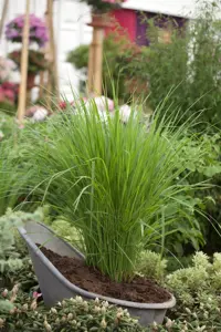 Panicum virg. 'Northwind' - C6.5 - image 2