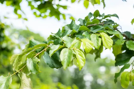 Parrotia persica - MULTISTAM 250-300 CM C150 - image 3
