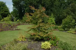 Parrotia persica - MULTISTEM 175-200 CM RB - image 3