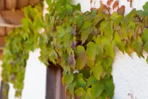 Parthenocissus tricus. 'Veitchii' - 80-100 CM C2 - image 3