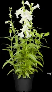 Penstemon 'White Bedder' - 2 Ltr pot - image 2