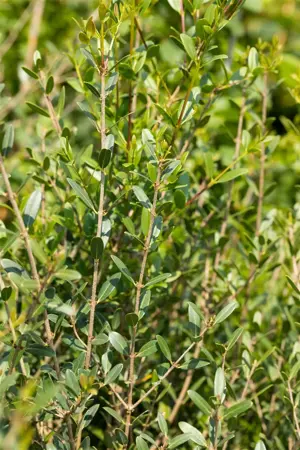 Phillyrea angustifolia - 40-60 CM C3 - image 2