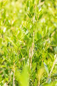 Phillyrea angustifolia - 40-60 CM C3 - image 4