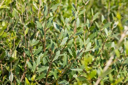 Phillyrea angustifolia - 40-60 CM C3 - image 3