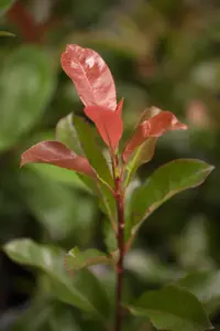 Photinia fras. 'Robusta Compacta' - 80 CM STEM C4,5 - image 2