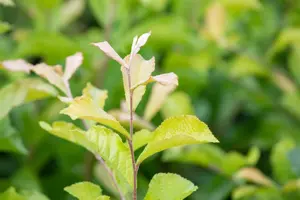 Photinia villosa - 175-200 CM C20 - image 5
