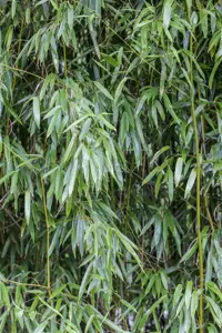 Phyllostachys bissetii - 100-125 CM C7.5 - image 3