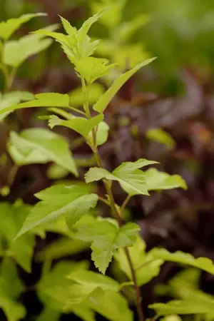 Physocarpus opulif. 'Dart's Gold' - 50-60 CM C10 - image 1