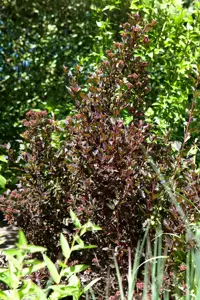 Physocarpus opulif. 'Little Devil'? - 40-50 CM C3 - image 2
