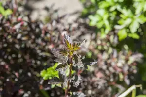 Physocarpus opulif. 'Little Devil'? - 40-50 CM C3 - image 5