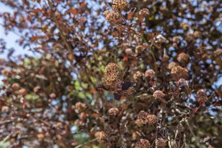 Physocarpus opulif. 'Magic Ball' - P9 - image 1