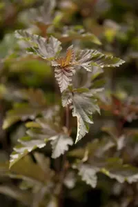 Physocarpus opulif. 'Red Baron' - P9 - image 4
