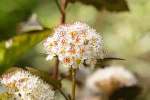 Physocarpus opulif. 'Red Baron' - 1.5 Ltr pot - image 3