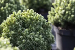 Picea glauca 'Echiniformis' - 25-30 CM C5 - image 4