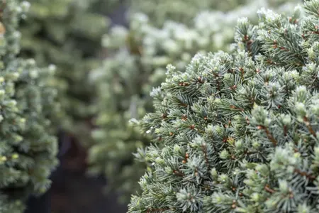Picea glauca 'Echiniformis' - 30-40 CM C12 - image 2