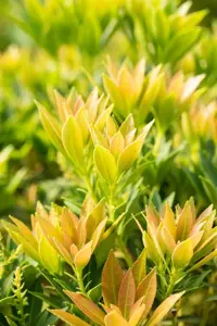 Pieris jap. 'Prelude' - 10 Ltr pot - image 2