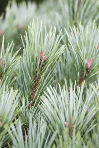 Pinus flexilis 'Vanderwolf's Pyramid' - 60-80 CM C7.5 - image 4