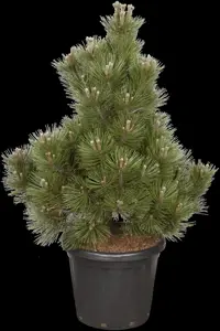 Pinus heldreichii 'Malinki'