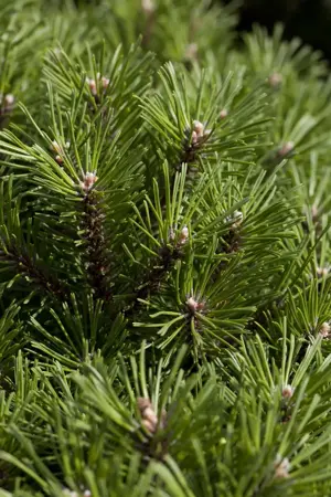 Pinus mugo 'Benjamin' - 12-15 CM C3 - image 1