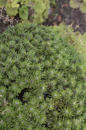 Pinus mugo 'Benjamin' - 12-15 CM C3 - image 3