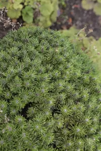 Pinus mugo 'Benjamin' - 12-15 CM C3 - image 3