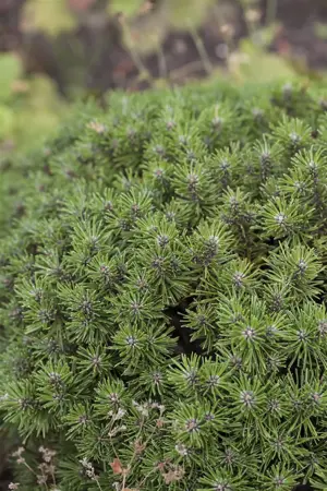 Pinus mugo 'Benjamin' - 12-15 CM C3 - image 4