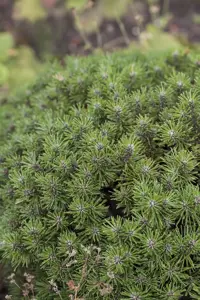 Pinus mugo 'Benjamin' - 12-15 CM C3 - image 4