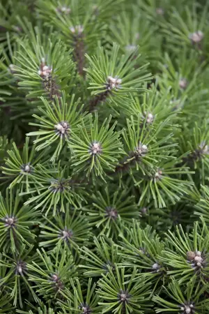 Pinus mugo 'Benjamin' - 12-15 CM C3 - image 5