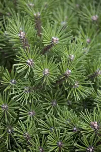 Pinus mugo 'Benjamin' - 12-15 CM C3 - image 5