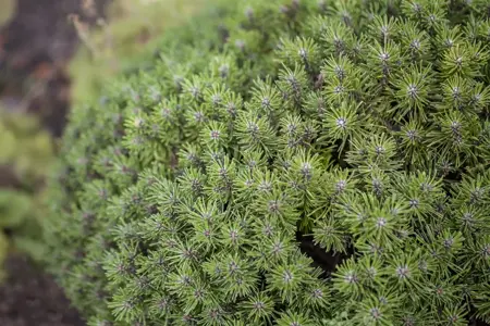 Pinus mugo 'Benjamin' - 12-15 CM C3 - image 2