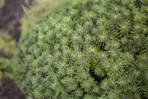 Pinus mugo 'Benjamin' - 12-15 CM C3 - image 2