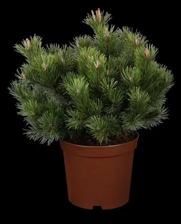 Pinus mugo 'Gnom' - BONSAI 175-200 CM C230 - image 1