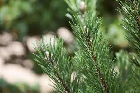 Pinus mugo 'Gnom' - BONSAI 175-200 CM C230 - image 2