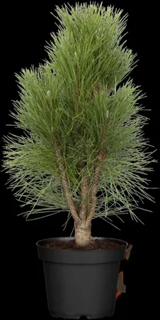 Pinus nigra 'Green Tower' - 20-25 CM C7,5 - image 5