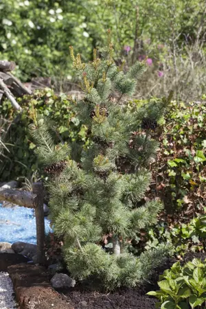 Pinus parviflora 'Glauca' - 12-15 CM P9 - image 4