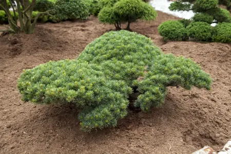 Pinus parviflora 'Glauca' - 12-15 CM P9 - image 3