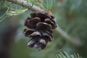 Pinus parviflora 'Glauca' - 12-15 CM P9 - image 5